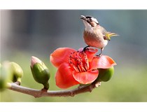 柯尼卡美能達(dá)彩色復(fù)印機(jī)C658打印效果怎么樣？